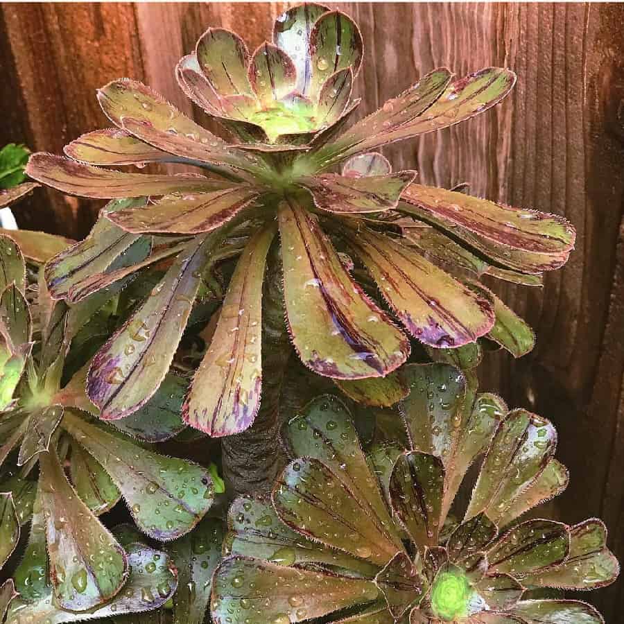 Aeonium arboreum var. holochrysum