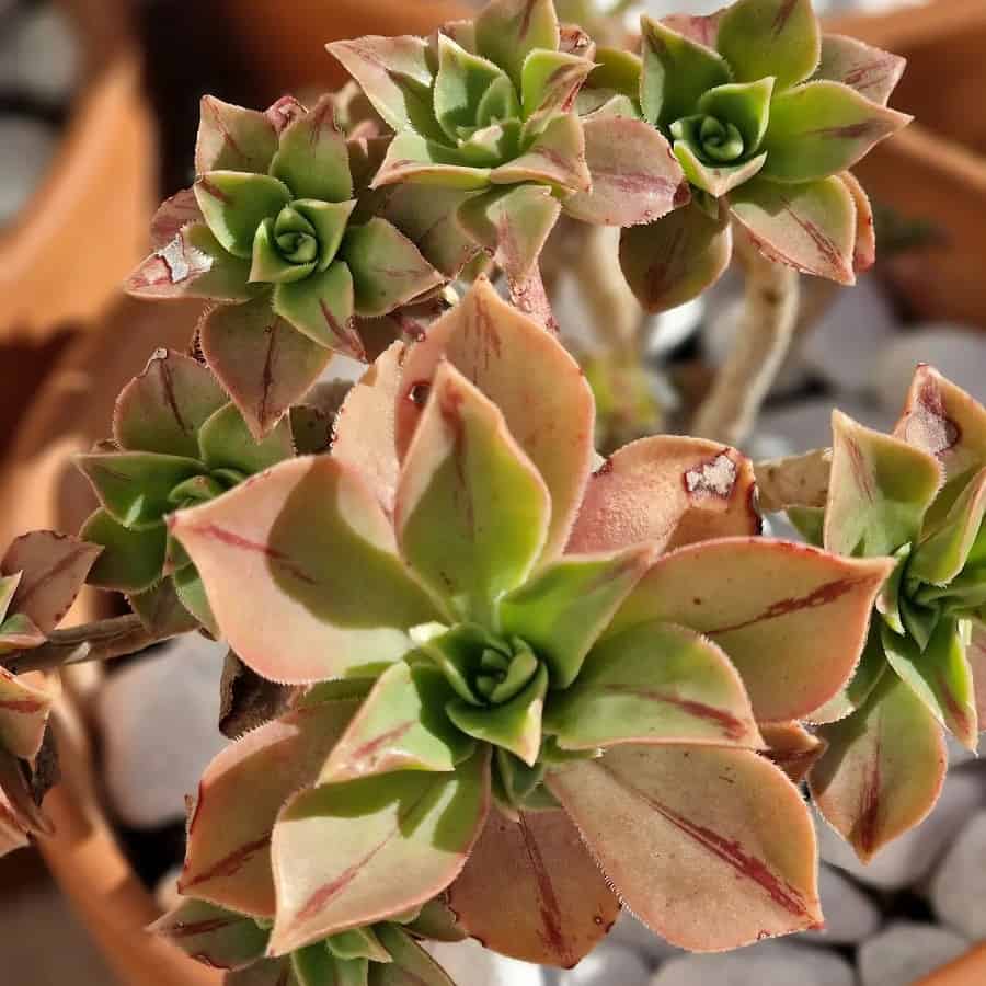 Aeonium leucoblepharum