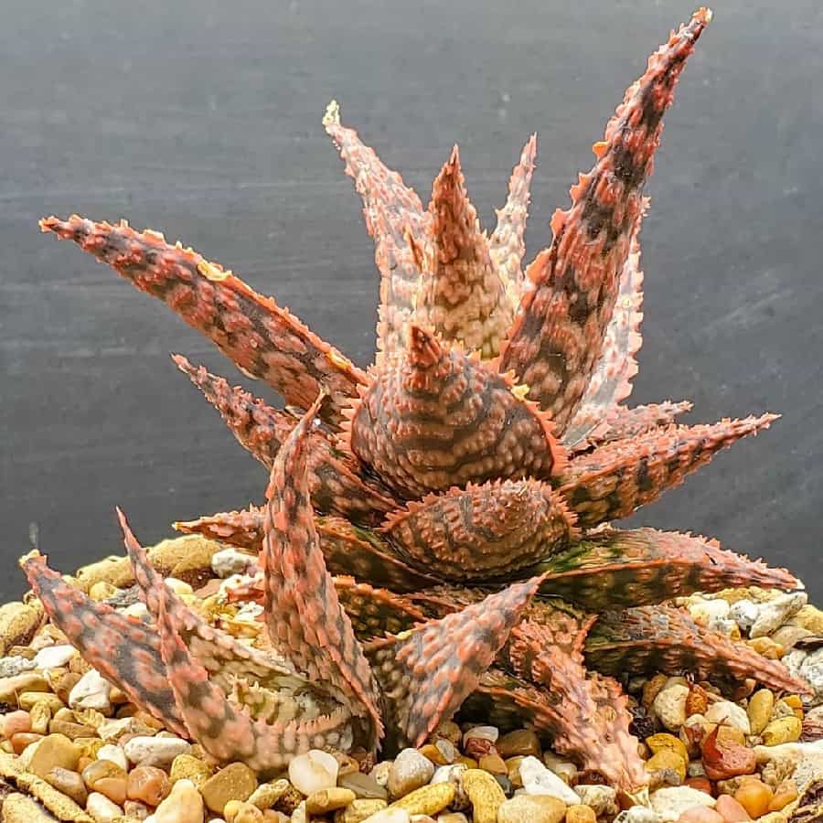 Aloe 'Firecracker'