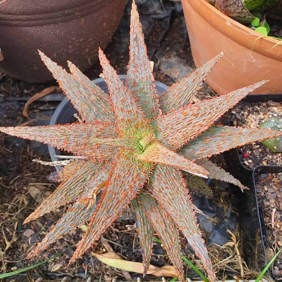 Aloe 'Orange Marmalade'
