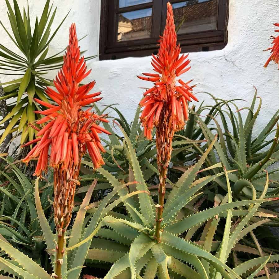 Aloe arborescens
