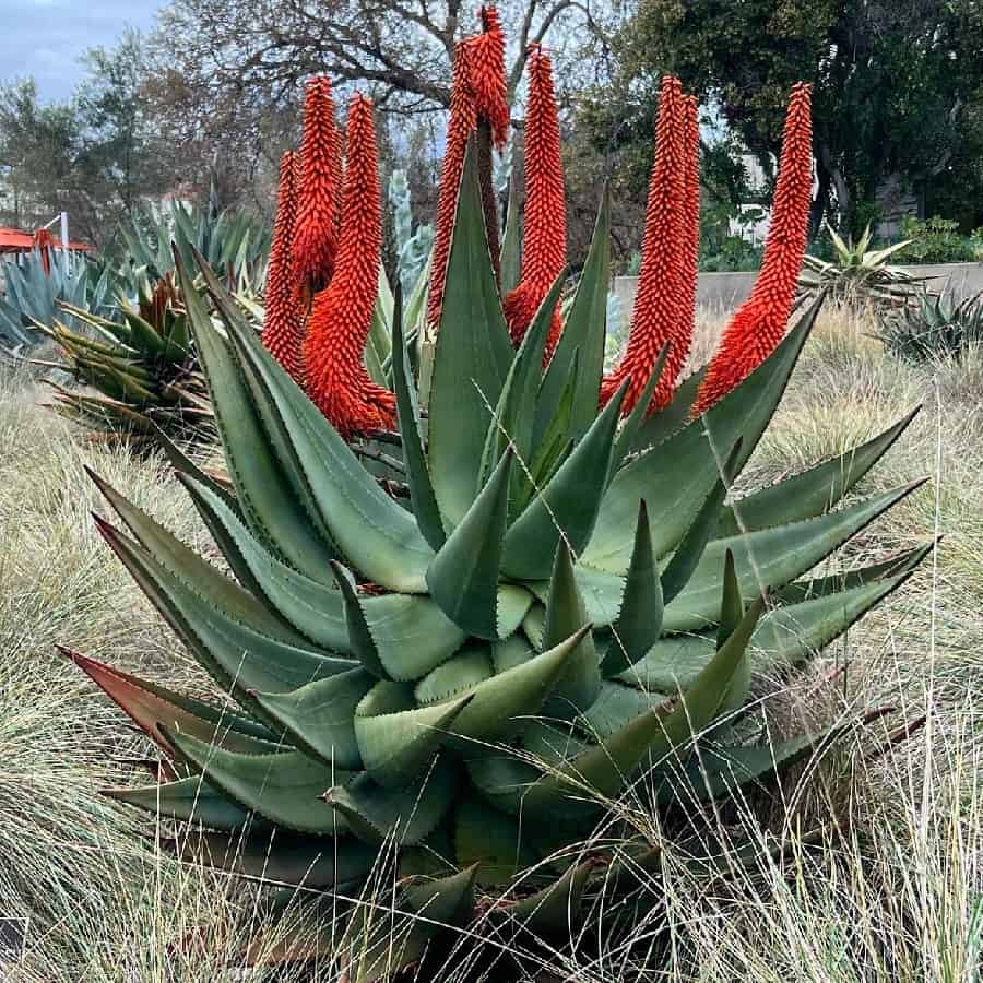 Aloe ferox
