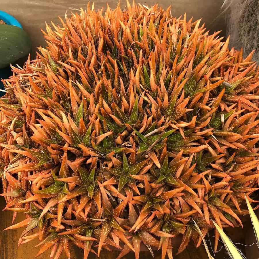 Aloe jucunda