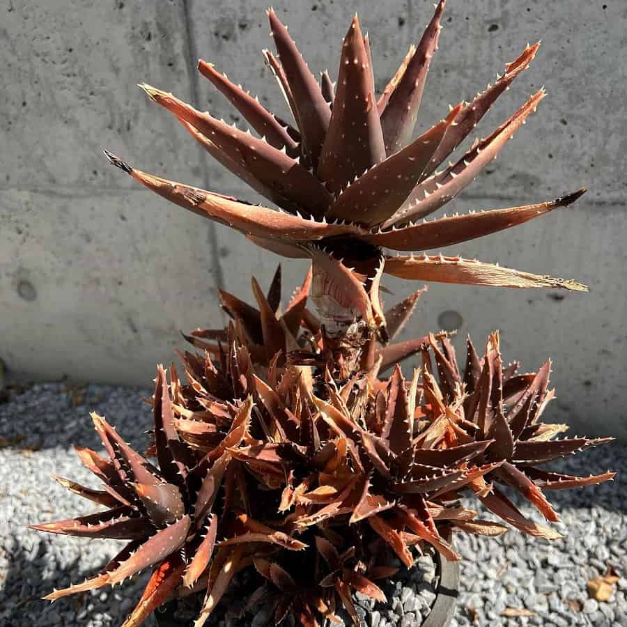 Aloe nobilis