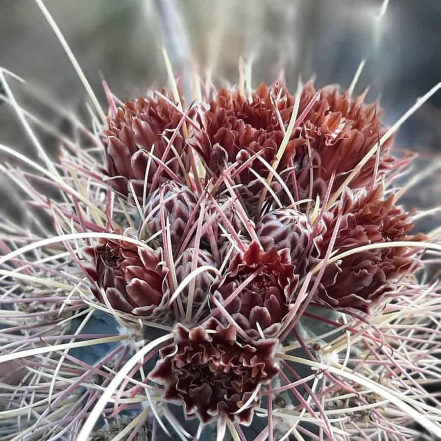 Ancistrocactus uncinatus