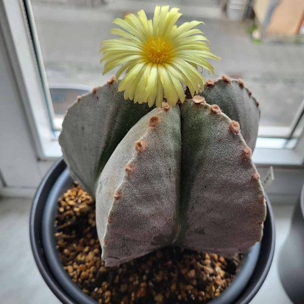 Astrophytum myriostigma