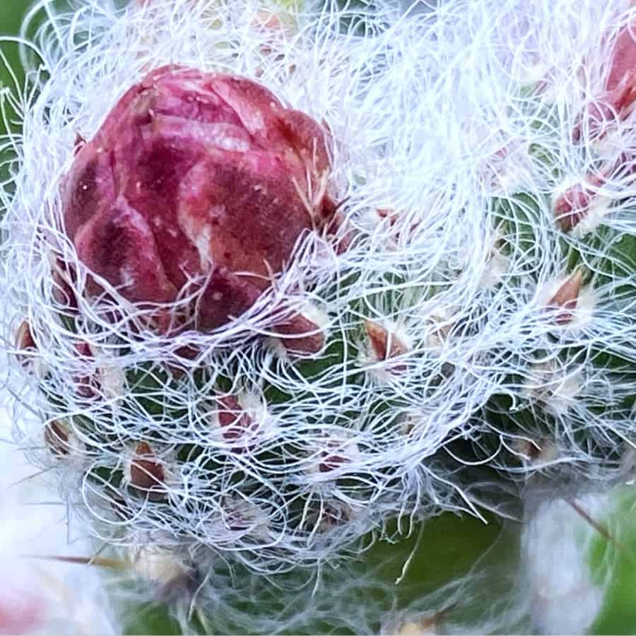 Austrocylindropuntia vestita