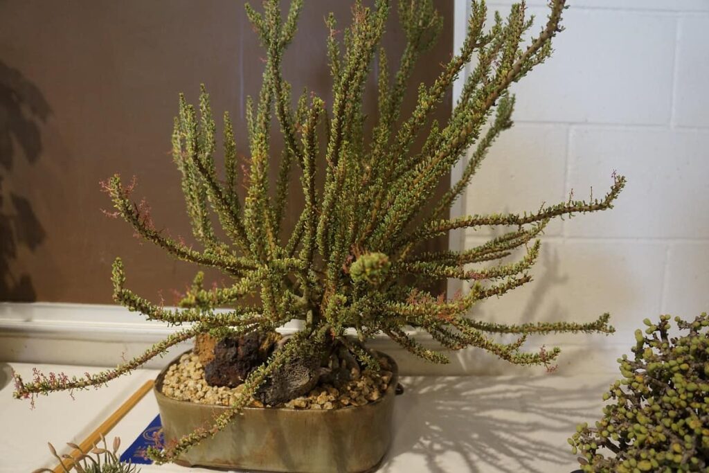 Ceraria namaquensis