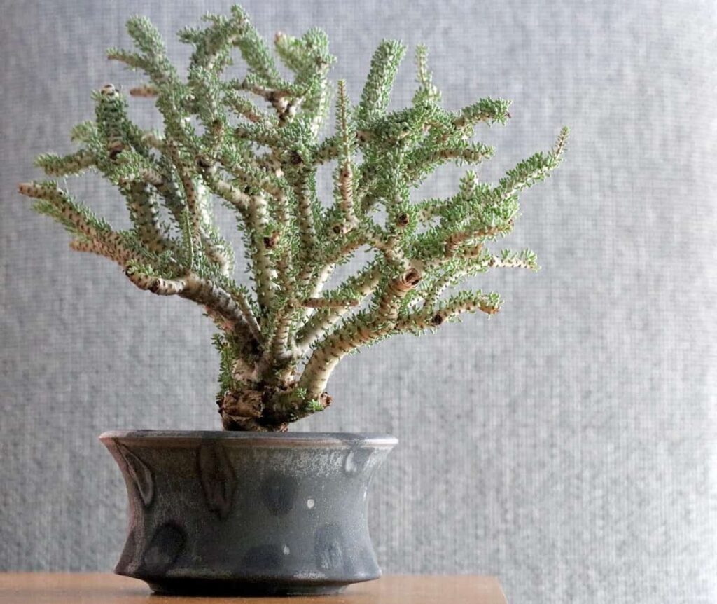 Ceraria namaquensis