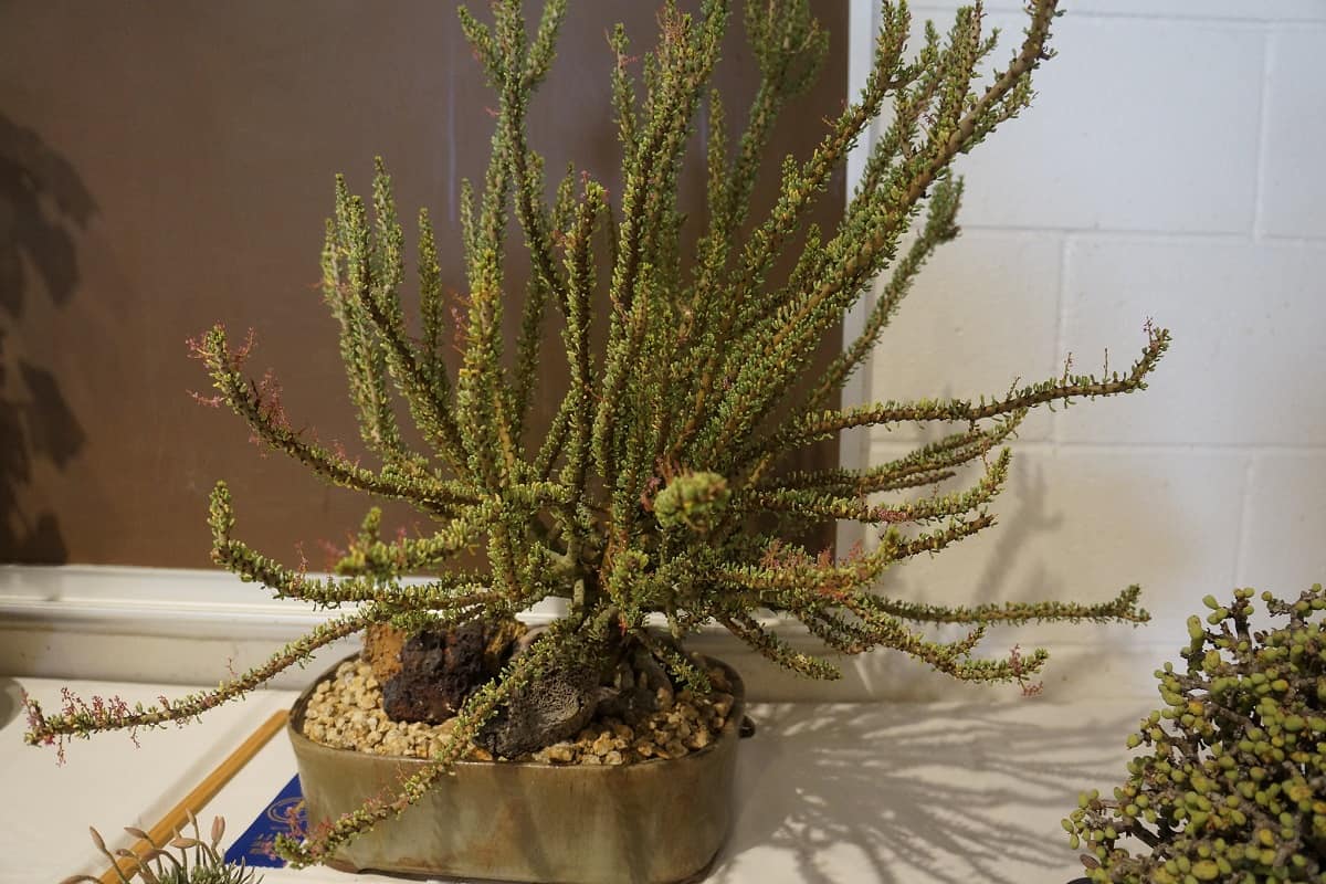 Ceraria namaquensis