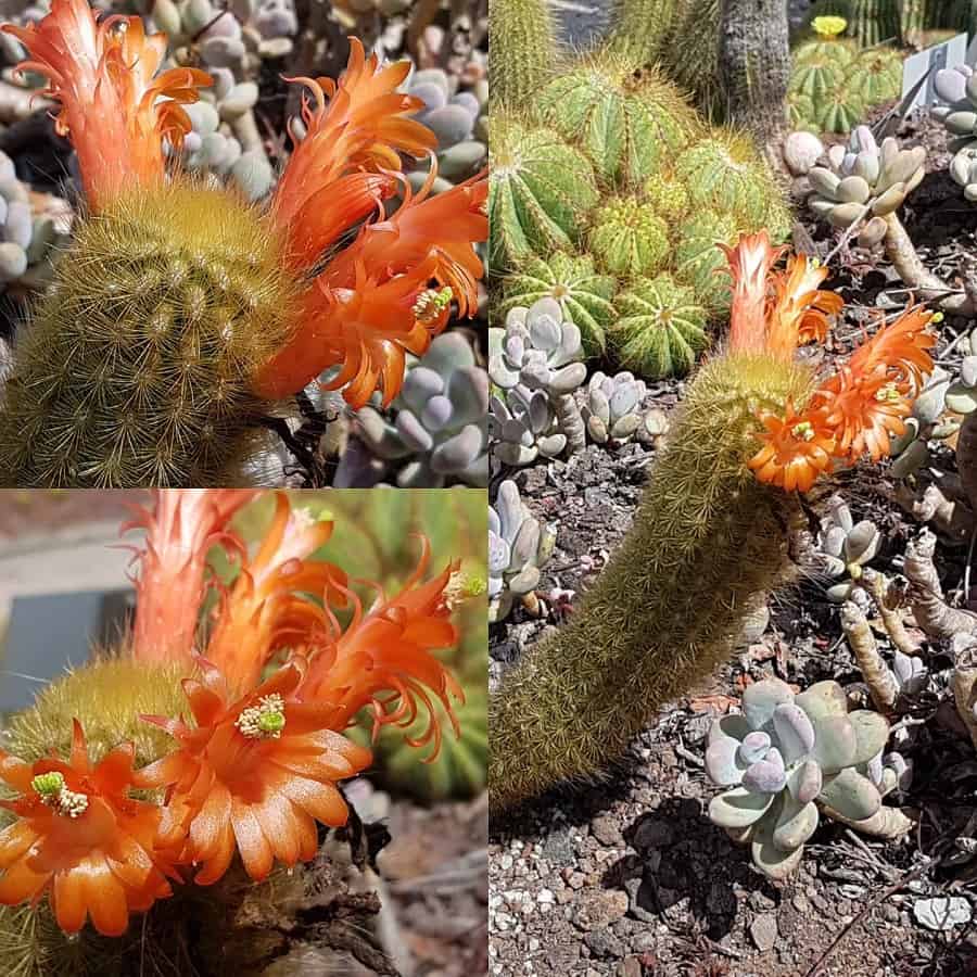 Cleistocactus icosagonus