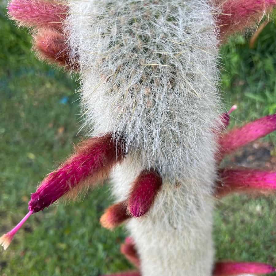 Cleistocactus strausii