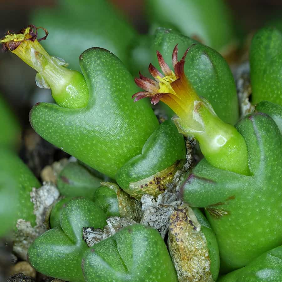 Conophytum loeschianum