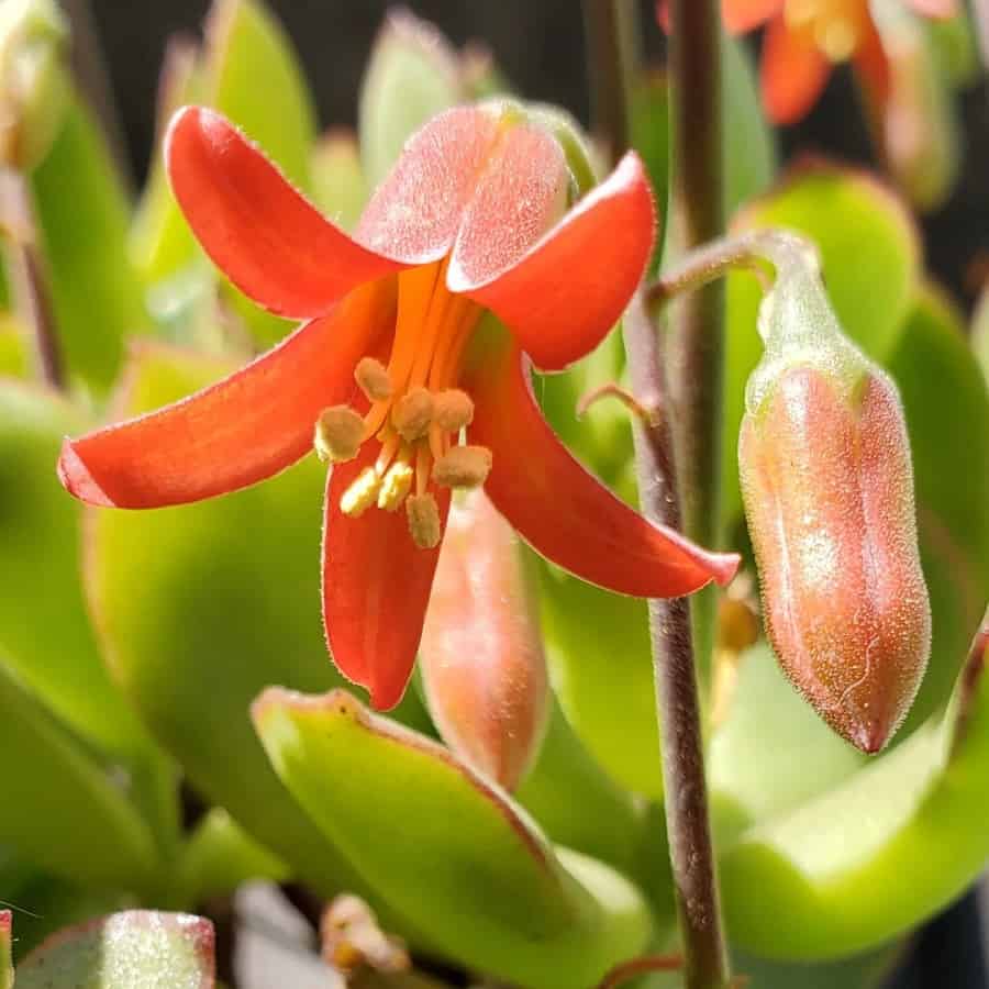 Cotyledon eliseae