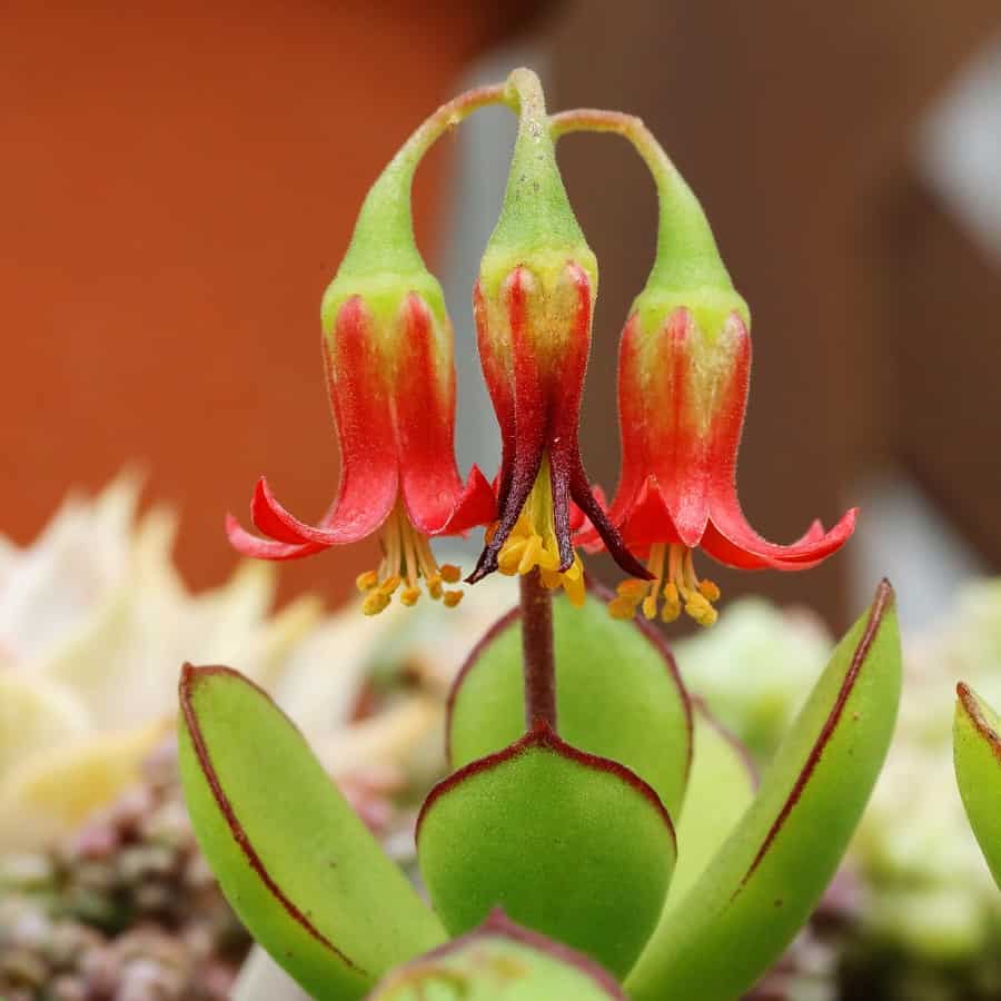Cotyledon orbiculata