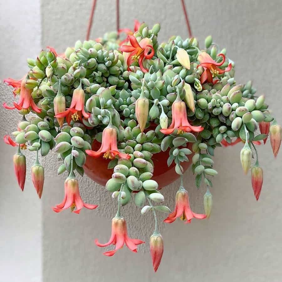 Cotyledon pendens