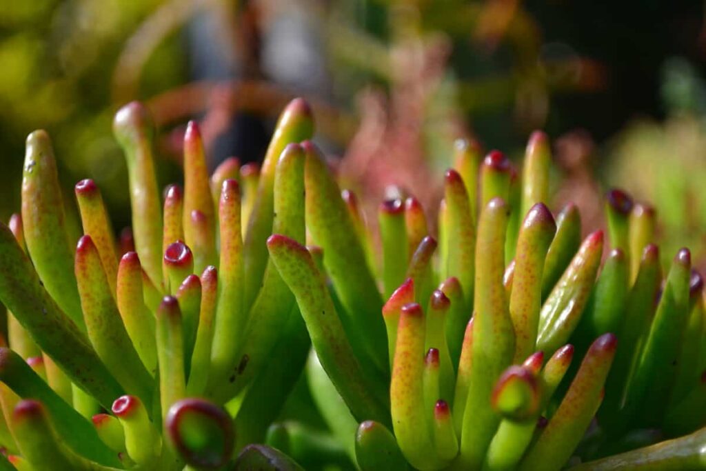 Crassula Ovata Jade