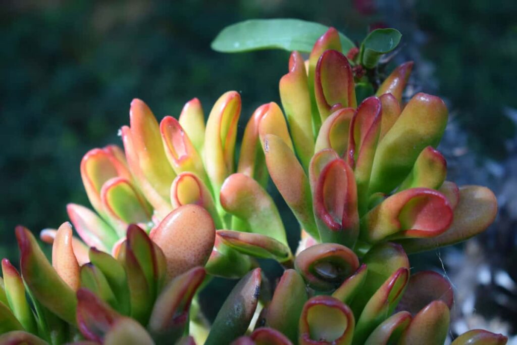 Crassula Ovata Hobbit