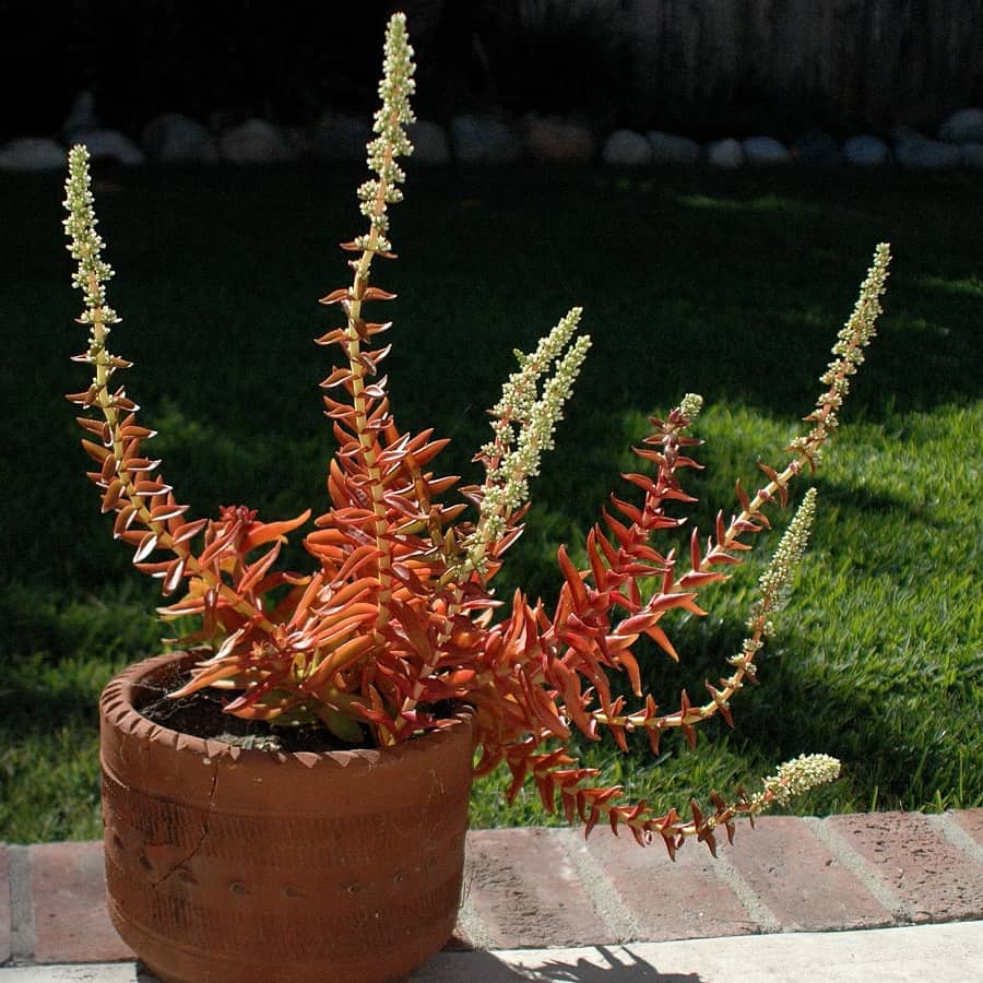 Crassula capitella 'Campfire'