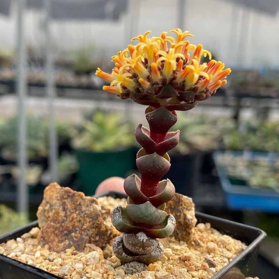 Crassula columnaris