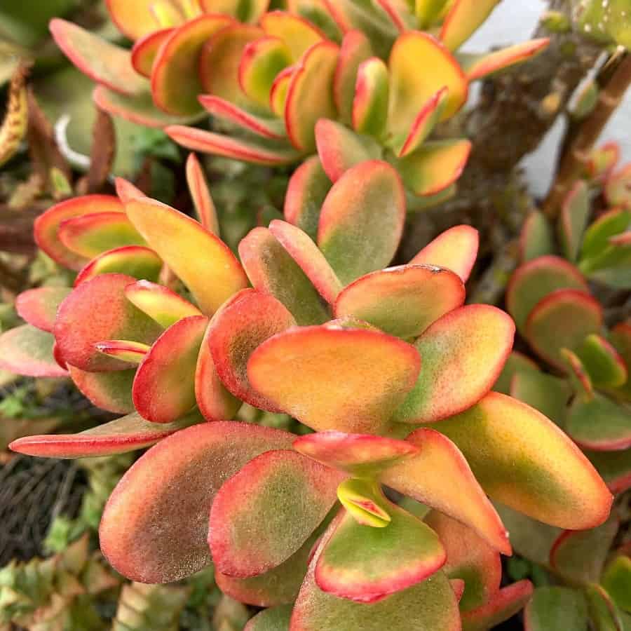 Crassula ovata ‘Hummel’s Sunset’