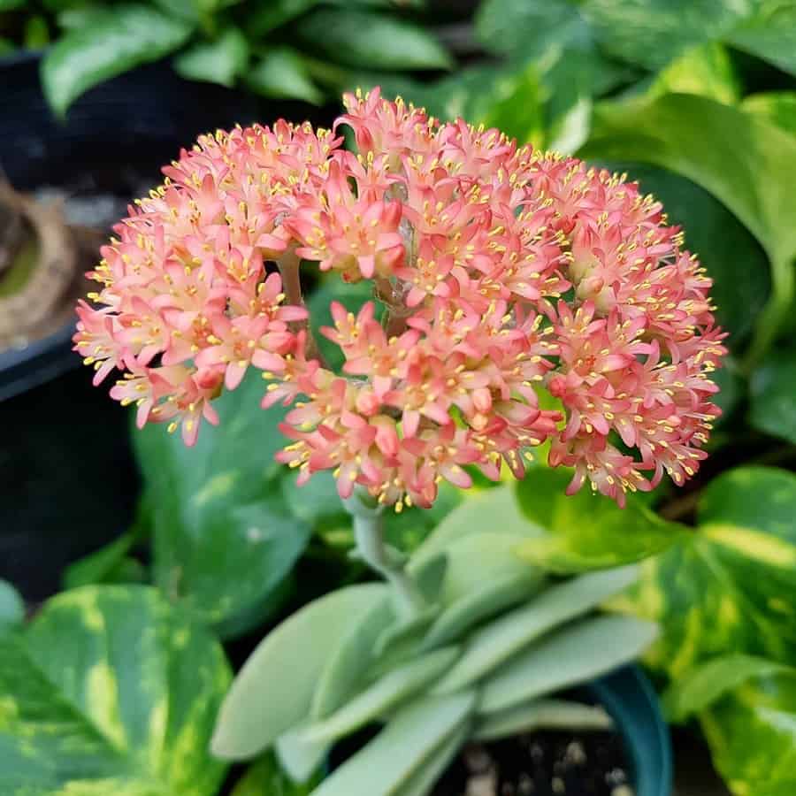 Crassula perfoliata var. falcata