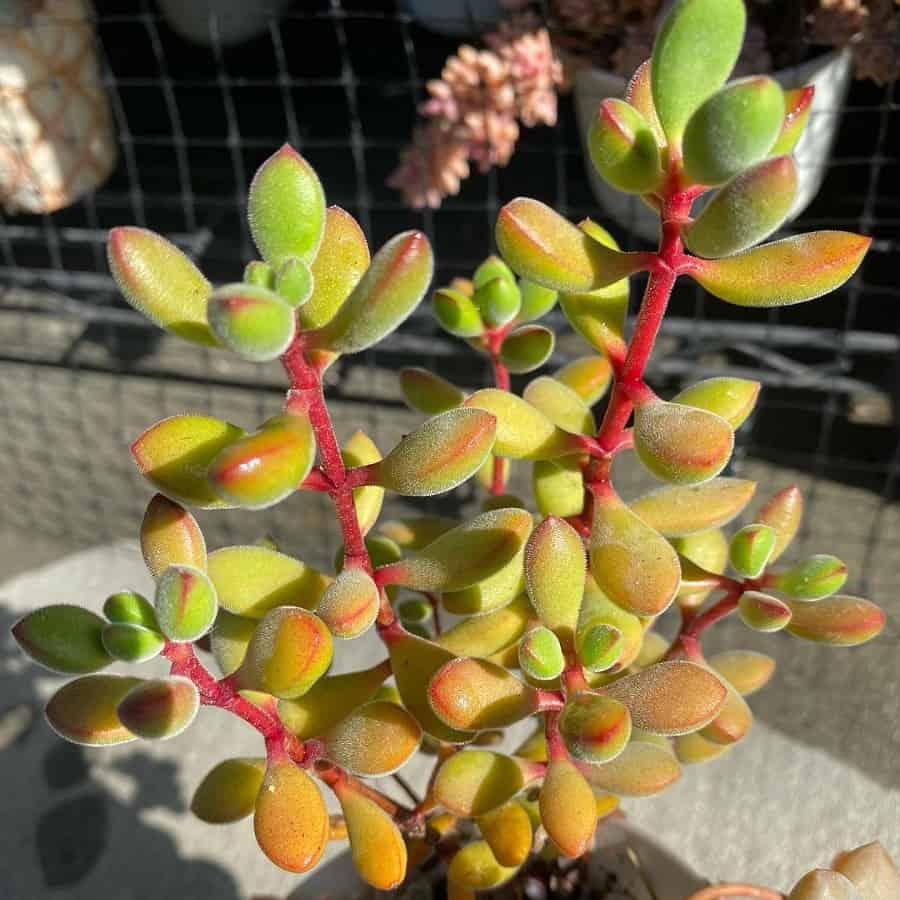Crassula rogersii