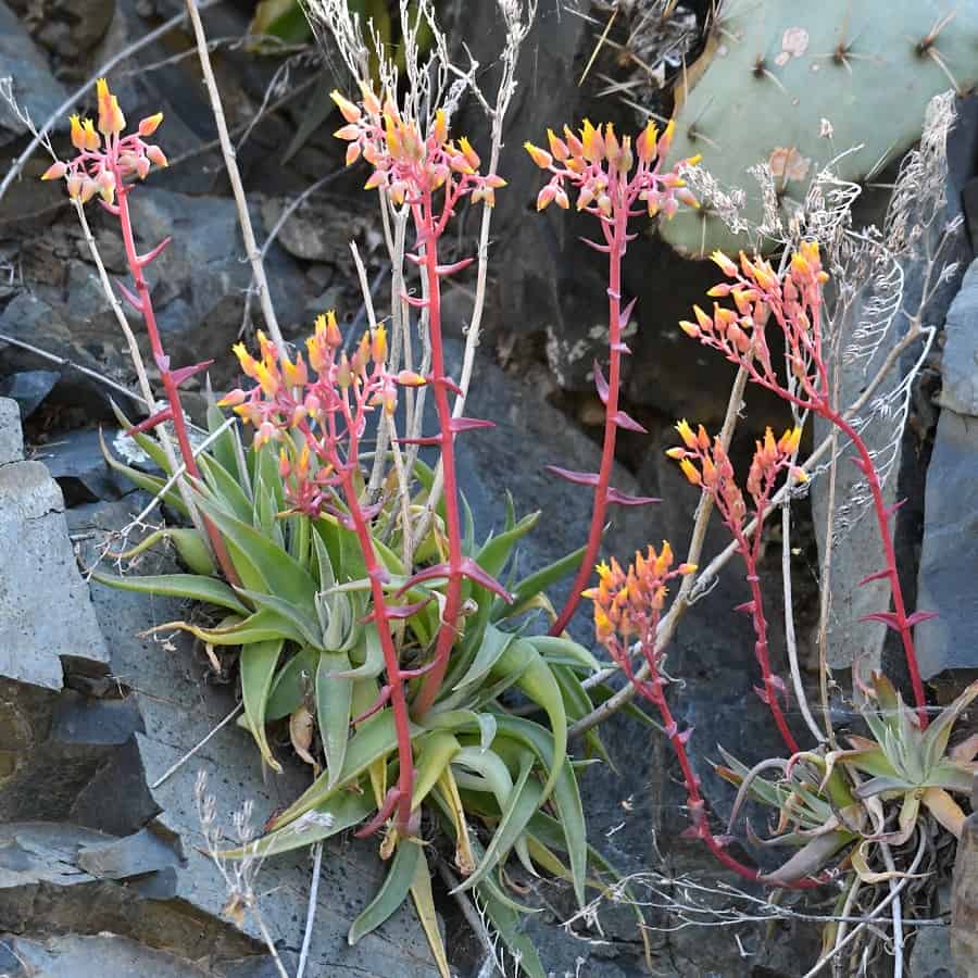 Dudleya saxosa