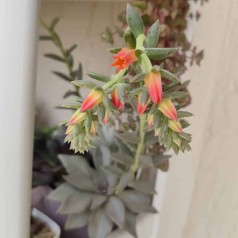 Echeveria bifida
