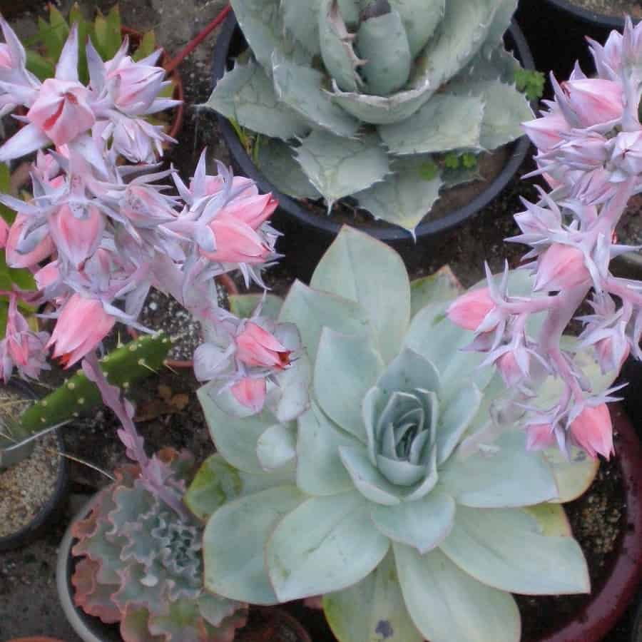 Echeveria cante