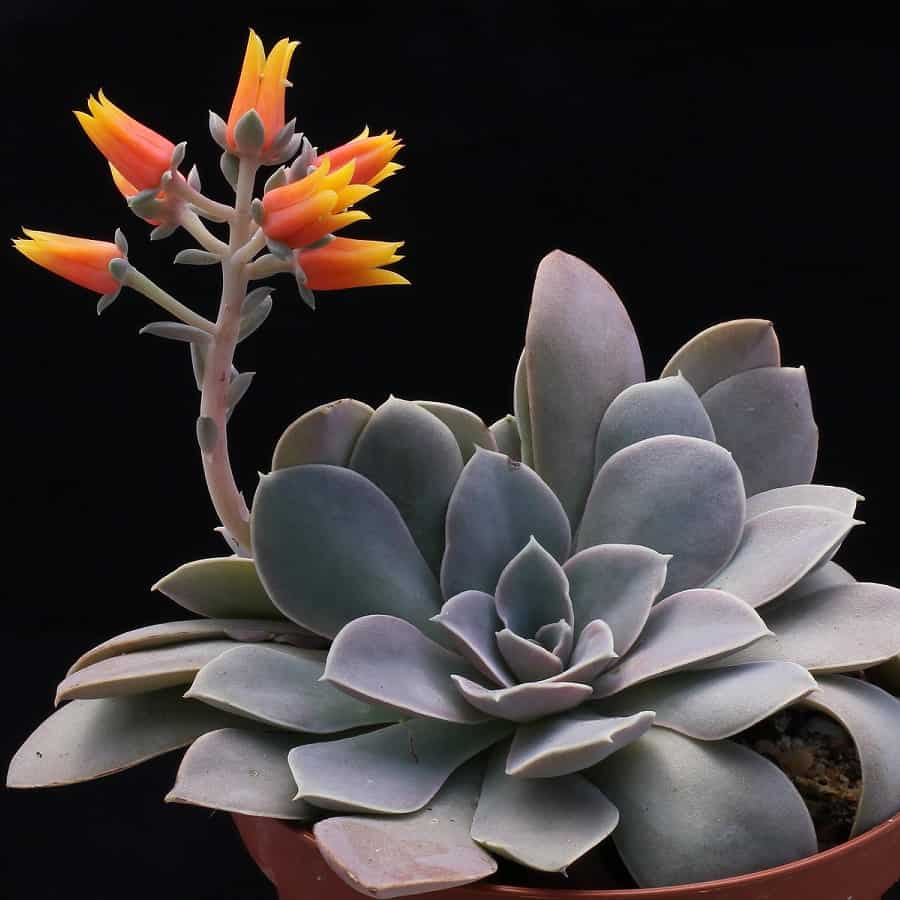 Echeveria diffractens