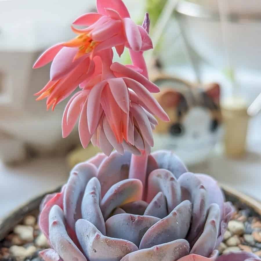 Echeveria laui