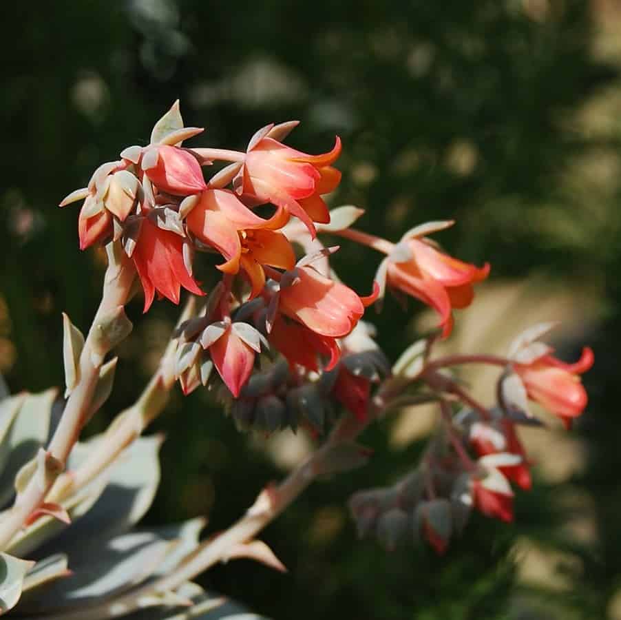 Echeveria lilacina
