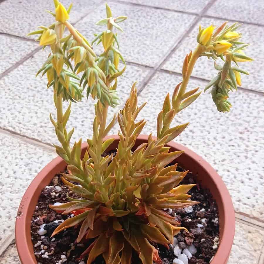 Echeveria lutea