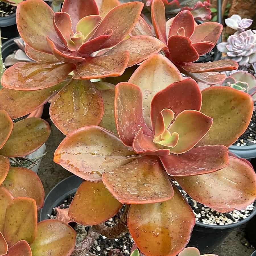 Echeveria patriotica