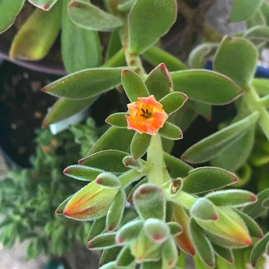 Echeveria pulv-oliver