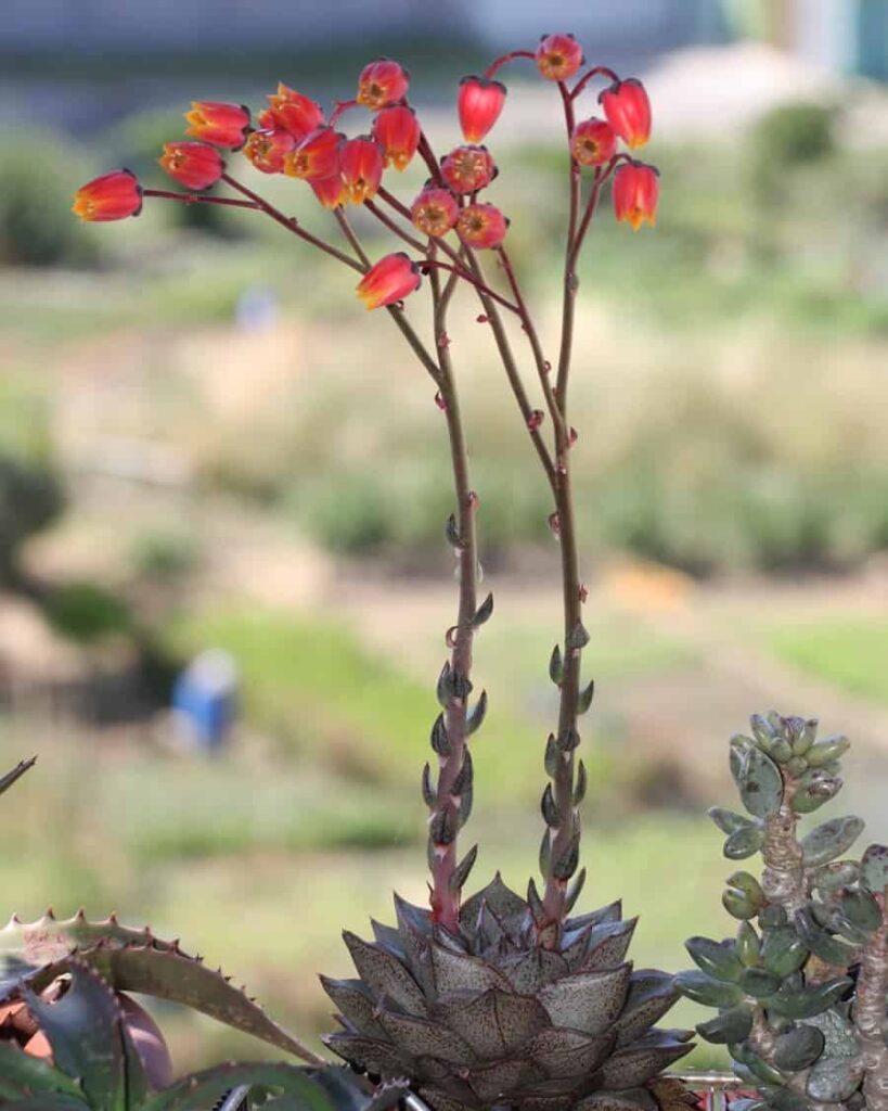Echeveria purpusorum