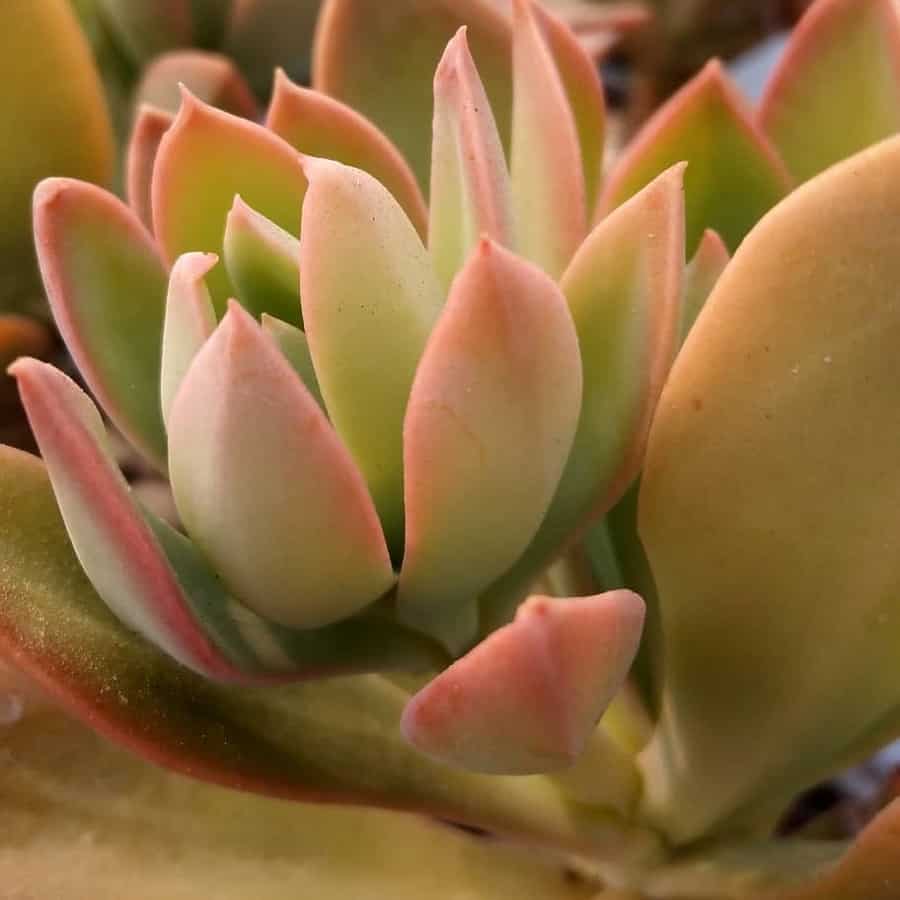 Echeveria tencho