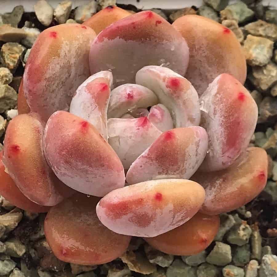 Echeveria ‘Orange Monroe’