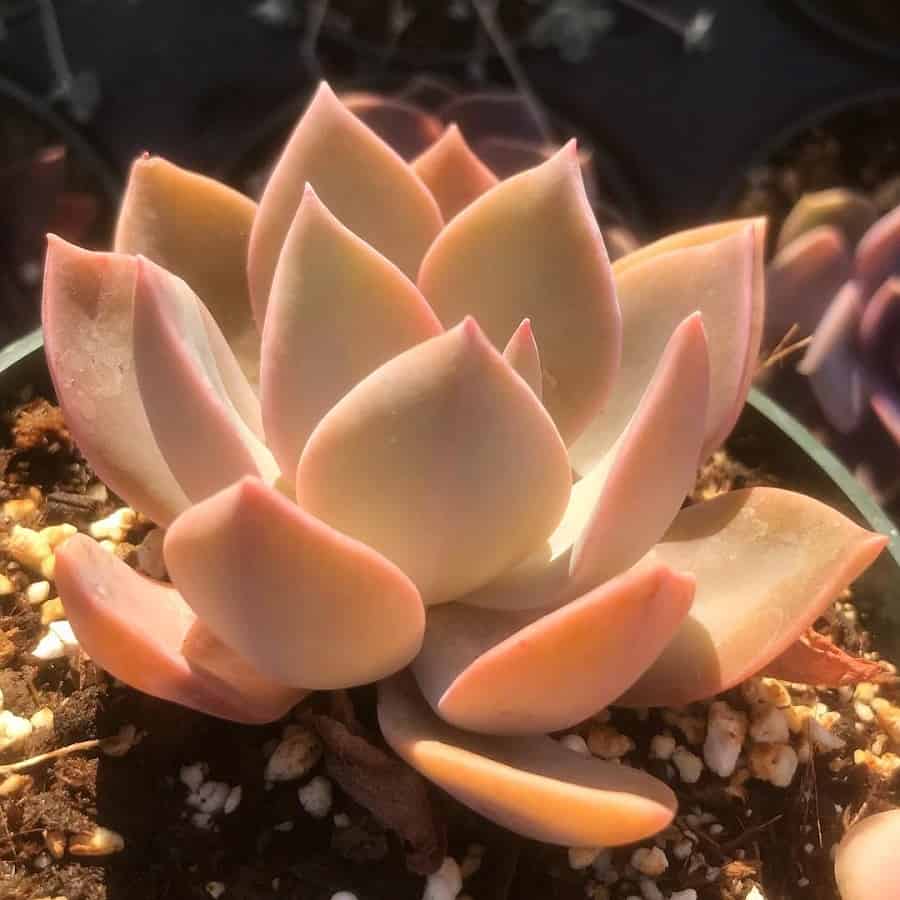 Echeveria ‘Sanyatwe’