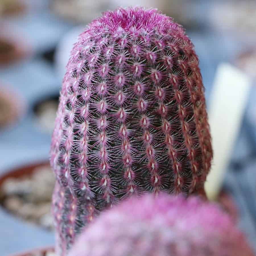 Echinocereus engelmannii