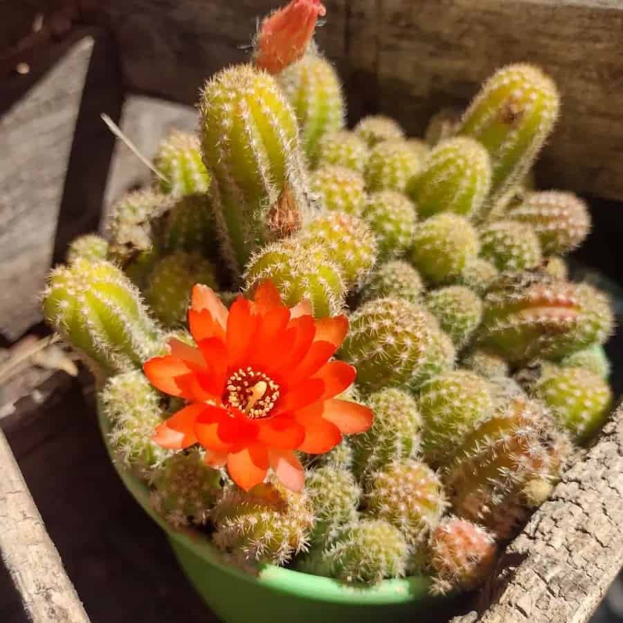 Echinopsis chamaecereus