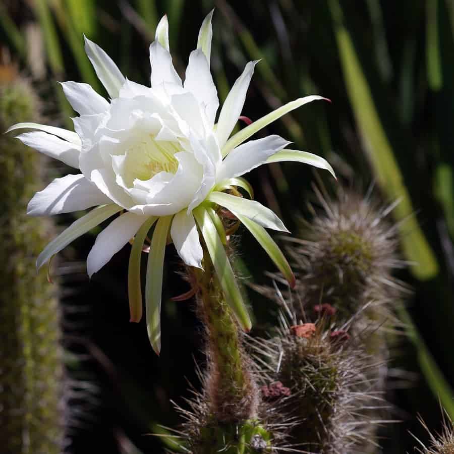 Echinopsis spachiana