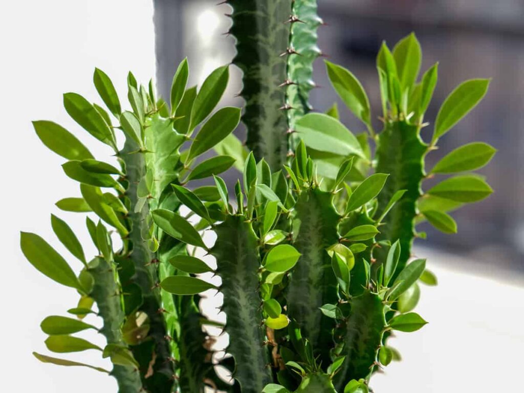 Euphorbia ingens