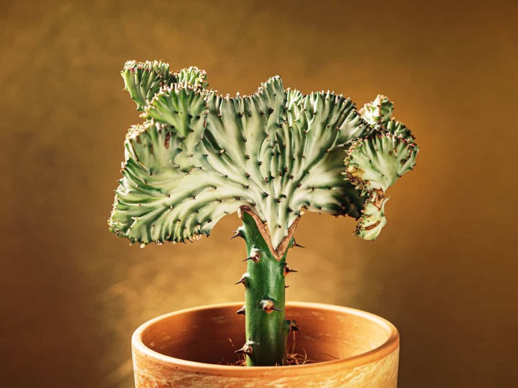 Euphorbia lactea