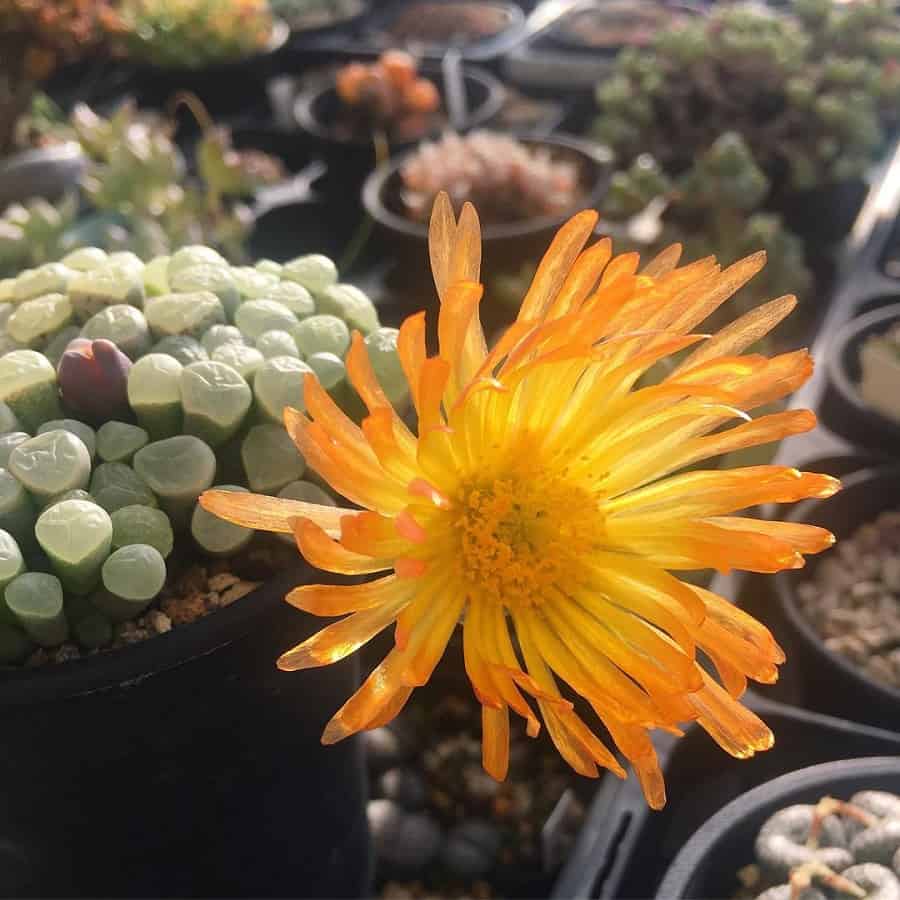 Fenestraria rhopalophylla subs. aurantiaca cv. Fireworth