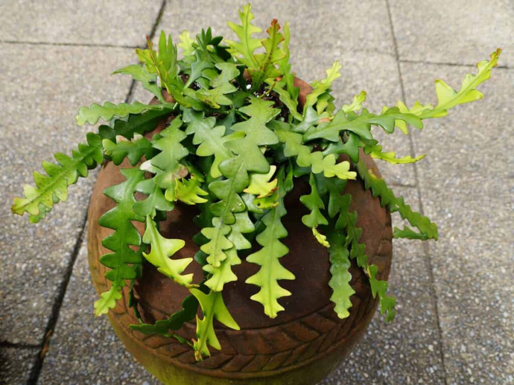 Fishbone Cactus