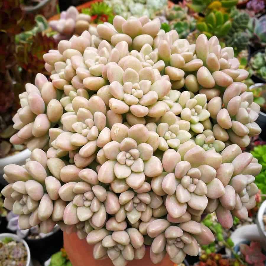 Graptopetalum mendozae