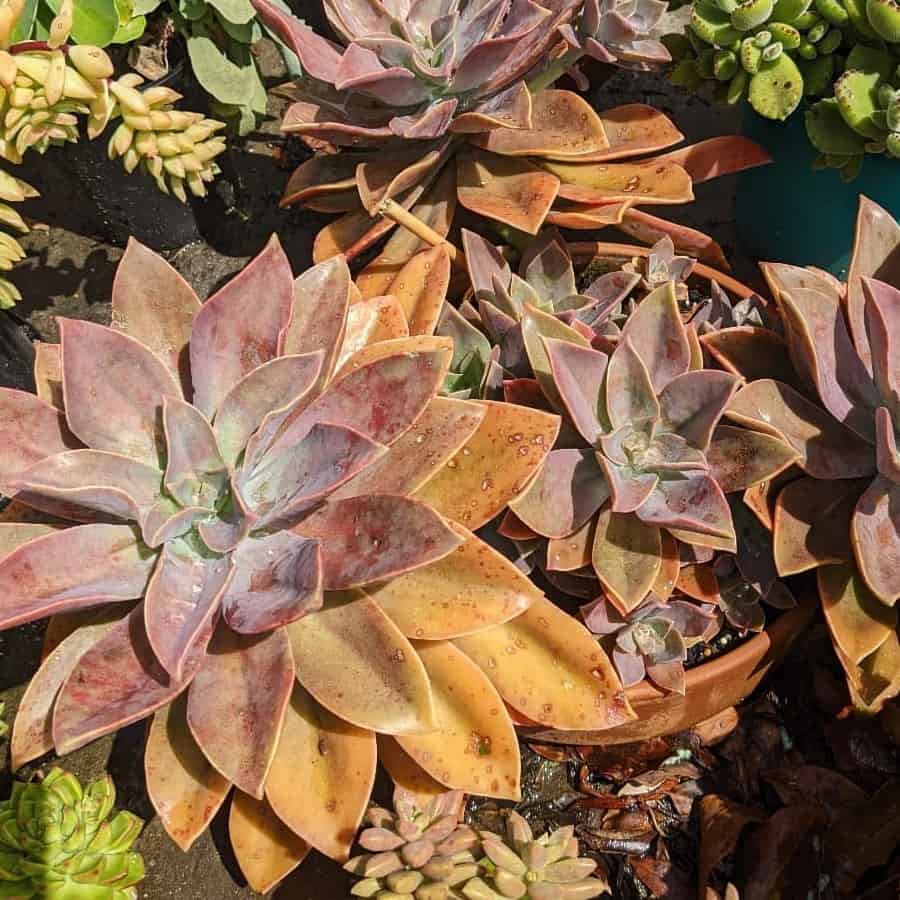 Graptoveria ‘Fred Ives’