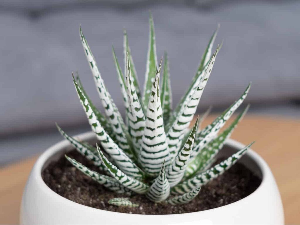 Haworthia